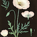 Poppy Chart Cool
